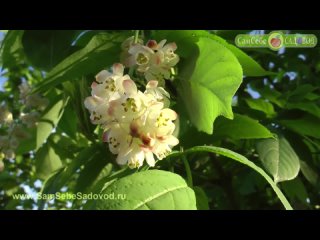 Клекачка перистая - и цветы и орешки съедобны!-(1080p50)