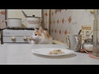Кот и еда! Скрытая камера! Кот воришка. 2 часть