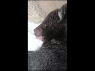 Месячного гималайского медвежонка, ранее попавшего в приморский центр «Тигр», засняли на видео, когда он пытался удовлетворить с