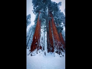 Sequoia National Park includes a unique forest of giant sequoias, impressive in size and maturity