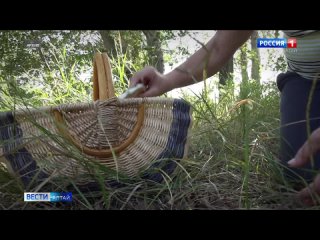 Отравление грибами Алтайского производителя