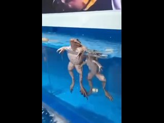 Video by Сасные животные