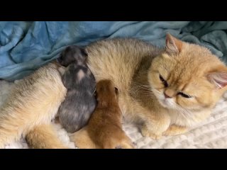 Мама-кошка с нежностью смотрит на приемного котенка