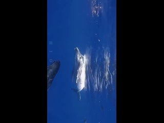 Горбатый кит и детёныш