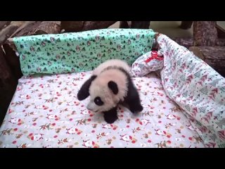 Маленькая панда в Москвовском зоопарке получила имя Катюша, какая же ты Катенька Молодец