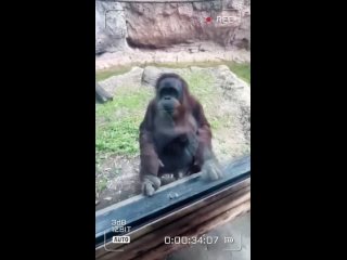 Орангутан просит показать сумочку.