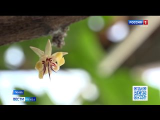 В Пензенском ботсаду впервые за два года зацвело шоколадное дерево