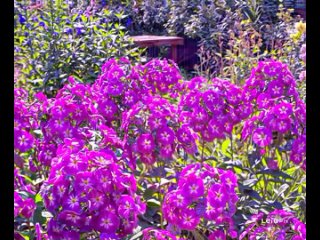 Яркий сад с фиолетовыми цветами, зелеными листьями и крашенным столом на заднем плане.