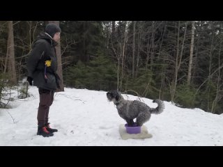 💛 Жёлтые. Блюм Максим и Бэкки. 1 зад. осн.