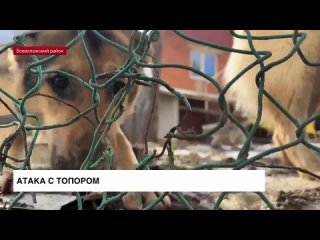 Зоогостиница или концлагерь для животных: хозяева питомцев жалуются на передержку в Токсово