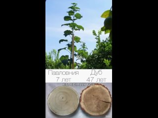 Павловния - самое быстрорастущее дерево. За год она может вырасти на 3 - 5 метров.