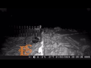 Уникальное видео от подписчика - рысь утащила собаку.