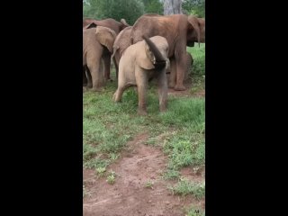 Слоненок играет хоботом
