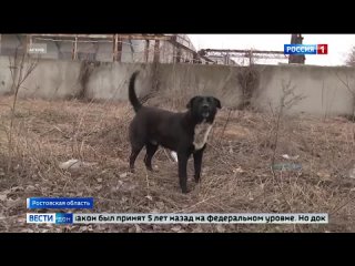 Вопросы организации деятельности по обращению с животными без владельцев в Ростовской области 2