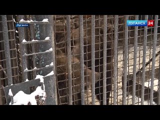 В России отмечают День бурого медведя