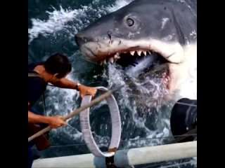 Необычайное зрелище - Прыжок белой акулы завораживает мир