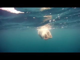 Polar Bears - The Quest for Sea Ice