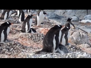 Карма настигла Новую жизнь предстоит прожить , облеванным пингвином в Антарктиде ....