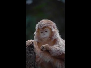 Самая фотогеничная обезьяна в мире — Блестящий гульман.