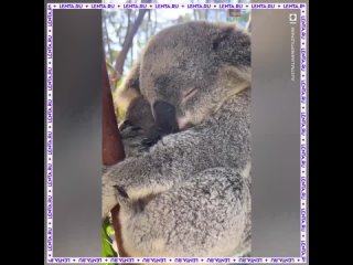 Мама-коала обнимает детёныша