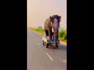 А если слон решит поверуться?
