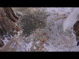 Жители Хакасии могут помочь птицам пережить холода