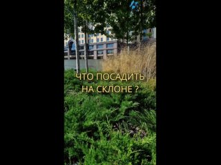 Что посадить на склоне