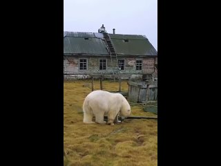 Vidéo de Elena Tchalova