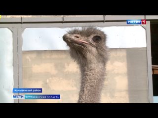 В Астрахани будут разводить страусов