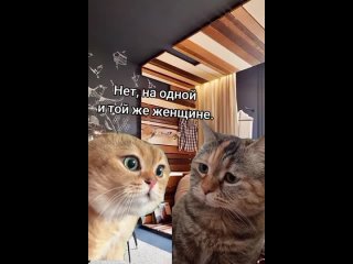 Разговор котов