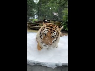 Этот тигр по кличке Винни любит принимать ванну с пеной. 🛁