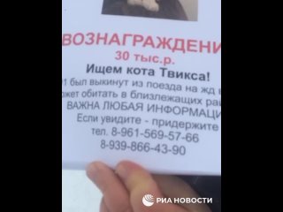Более 300 волонтеров ищут в Кирове кота Твикса, которого проводница выбросила из вагона.