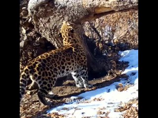 Фотоловушка засняла леопарда, который ласково трётся о дерево
