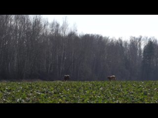 Спарта (SHANTEL’ CHOKLET LEDY) - 9 лет и 3 месяца  Буш (MALIBU MUSCLE CAR SPARTA’S=Спарта+Хорт) - 4 года и 10 месяцев