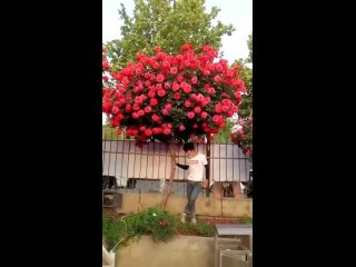 Видео от Дачный помощник - дача | сад | огород
