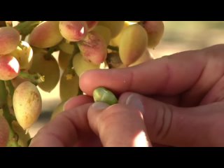 Как выращивают фисташки  -   одни из самых прибыльных орехов в мире _ Как это растёт_-(1080p)