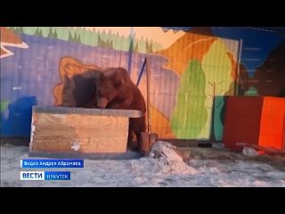 Весеннюю уборку проводит в своем вольере медведь Байкал из Сибирского зоопарка в Листвянке