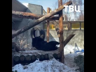 🐻 Гималайский медведь Фаня из Московского зоопарка знает, как провести такой уютный солнечный день

Нужно просто расслабиться и