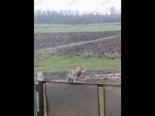 В Краснодарском крае волк забрался во двор к людям и утащил курицу