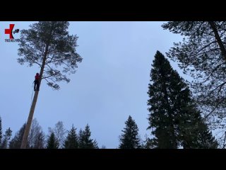 TreeHelp Спил и обрезка деревьев СПб и ЛОtan video