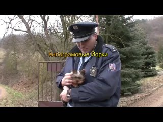 йорки в полиции Чехии
