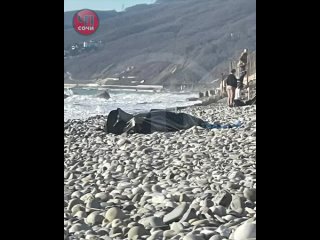 Тело мужчины достали из моря в Сочи

На одном из пляжей в Лазаревском районе Сочи отдыхающие обнаружили в море тело мужчины.