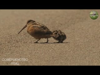 Американский вальдшнеп: Птица пляшет особый танец, и все черви округи вылезают на поверхность