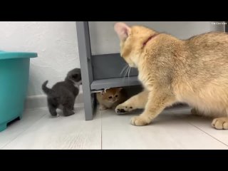 Мама-кошка пытается вытащить спрятавшегося от нее котенка