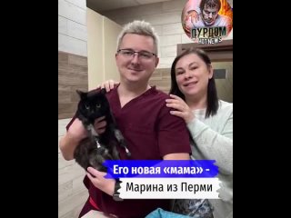 Котейке лишившемуся лап из-за обморожения, поставили протезы и нашли хозяйку