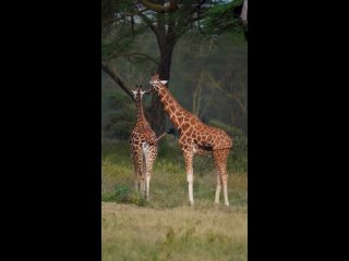 Жирафы Ротшильда