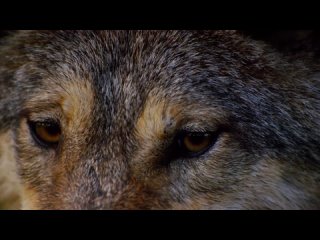 Клип к стихотворению Елены Дмитриевой о волках