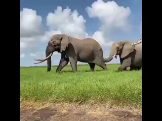 Слоновьи стада всегда возглавляются старыми и многоопытными самками