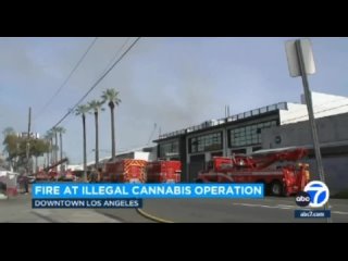 Лос-Анджелес (США) накрыло огромным облаком конопляного дыма после пожара на одной из крупнейших незаконных плантаций в городе,