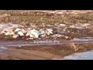 Откуда в реке Урал столько мусора? Ответ – в видео, сделанном жителями Домбаровского района